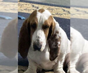 Basset Hound Dogs for adoption in Deepwater, NJ, USA