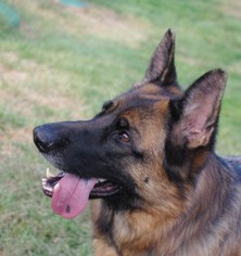 German Shepherd Dog Dogs for adoption in Longview, WA, USA