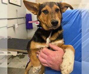 Mutt Dogs for adoption in Camarillo, CA, USA