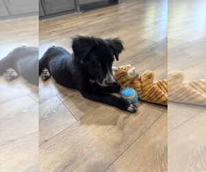 Border Collie-Unknown Mix Dogs for adoption in Oak Bluffs, MA, USA