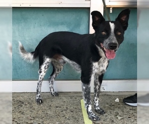 Border Collie Dogs for adoption in Fremont, CA, USA