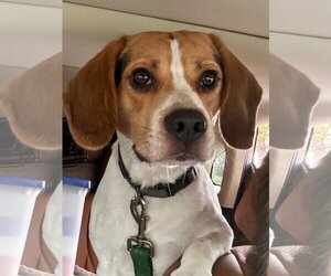 Beagle Dogs for adoption in Newport Beach, CA, USA