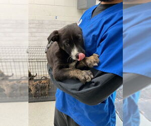 American Pit Bull Terrier Dogs for adoption in San Bernardino, CA, USA