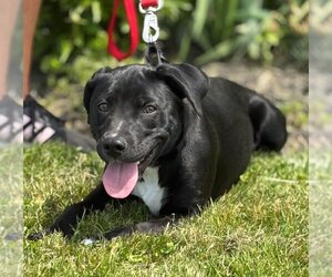 Labrador Retriever-Unknown Mix Dogs for adoption in Batavia, NY, USA