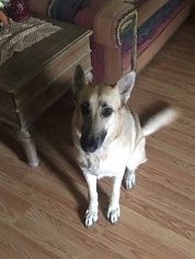 Medium Photo #1 German Shepherd Dog Puppy For Sale in Von Ormy, TX, USA