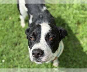 American Pit Bull Terrier-Unknown Mix Dogs for adoption in Tulsa, OK, USA