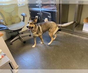 German Shepherd Dog-Siberian Husky Mix Dogs for adoption in Santa Cruz, CA, USA