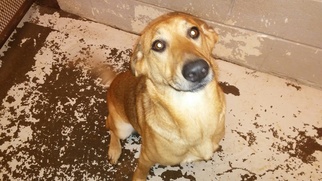 Golden Labrador Dogs for adoption in Roanoke, TX, USA