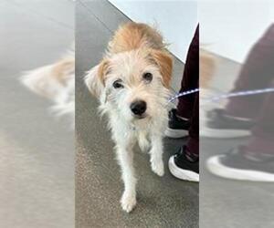 Mutt Dogs for adoption in San Martin, CA, USA