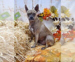Boston Huahua Dogs for adoption in Henderson, NV, USA