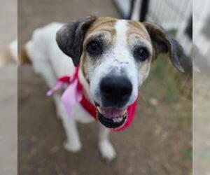 Beagle-Unknown Mix Dogs for adoption in San Antonio, TX, USA