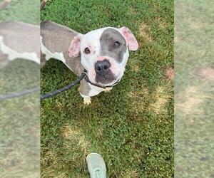 American Pit Bull Terrier-Unknown Mix Dogs for adoption in Peoria, IL, USA