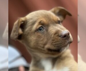 Unknown-Vizsla Mix Dogs for adoption in Dallas, TX, USA
