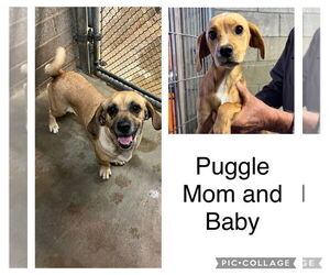 Puggle Dogs for adoption in San Diego, CA, USA