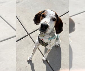 Mutt Dogs for adoption in Sandy, UT, USA