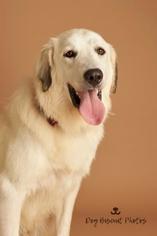 Great Pyrenees-Unknown Mix Dogs for adoption in Dallas, TX, USA