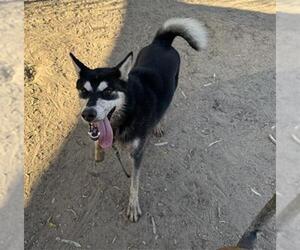 Siberian Husky Dogs for adoption in Santa Maria, CA, USA