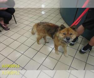 Chow Chow Dogs for adoption in West Palm Beach, FL, USA