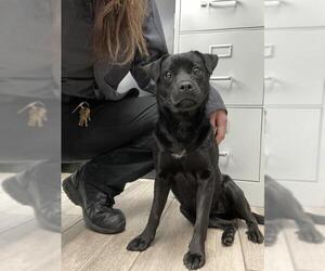 Chihuahua-Labrador Retriever Mix Dogs for adoption in Redlands, CA, USA