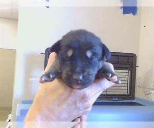 Siberian Husky Dogs for adoption in Sacramento, CA, USA