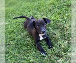 Dachshund-Unknown Mix Dogs for adoption in FRAMINGHAM, MA, USA