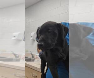 Catahoula Leopard Dog-Unknown Mix Dogs for adoption in Corpus Christi, TX, USA