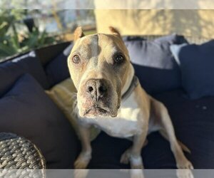 American Pit Bull Terrier Dogs for adoption in  Ramona, CA, USA