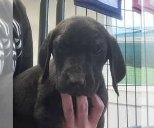 Labrador Retriever-Unknown Mix Dogs for adoption in Bolivar, MO, USA