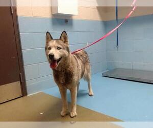 Siberian Husky Dogs for adoption in Moreno Valley, CA, USA