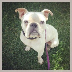 Olde Bulldog Dogs for adoption in Westminster, CO, USA