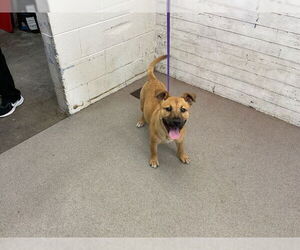 Shepradors Dogs for adoption in San Bernardino, CA, USA