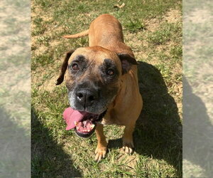 Boxador Dogs for adoption in Wetumpka, AL, USA