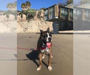 Boxer Dogs for adoption in Santa Barbara, CA, USA