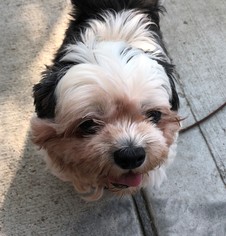 Shih Tzu Dogs for adoption in Wheaton, IL, USA