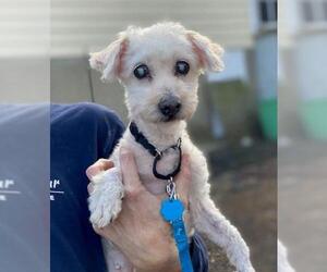 Maltipoo Dogs for adoption in Boonton, NJ, USA