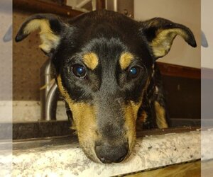 Australian Shepherd-Red Heeler Mix Dogs for adoption in Tonawanda, NY, USA