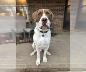 Saint Bernard-Unknown Mix Dogs for adoption in Cookeville, TN, USA