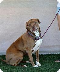 American Pit Bull Terrier-Bullmastiff Mix Dogs for adoption in La Quinta, CA, USA