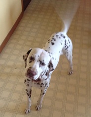 Dalmatian Dogs for adoption in Columbus, IN, USA