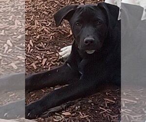 Labrador Retriever-Unknown Mix Dogs for adoption in Newark, DE, USA