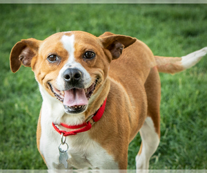 Chug Dogs for adoption in Charlotte, NC, USA
