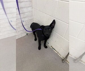 Labrador Retriever-Unknown Mix Dogs for adoption in San Bernardino, CA, USA