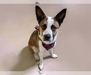 Mutt Dogs for adoption in Tulsa, OK, USA