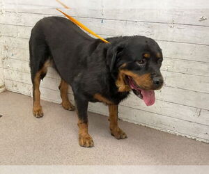 Rottweiler Dogs for adoption in San Bernardino, CA, USA