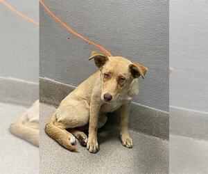 Siberian Husky-Unknown Mix Dogs for adoption in Las Vegas, NV, USA