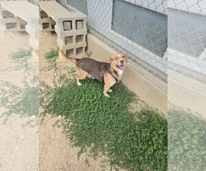 Australian Shepherd-Unknown Mix Dogs for adoption in Maquoketa, IA, USA