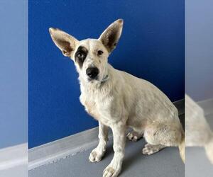 German Shepherd Dog-Unknown Mix Dogs for adoption in Visalia, CA, USA