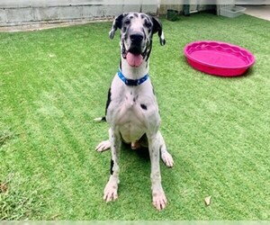 Great Dane Dogs for adoption in Raleigh, NC, USA