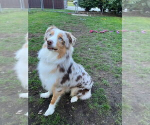 Australian Shepherd Dogs for adoption in Muskegon, MI, USA