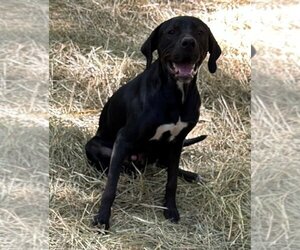 German Shorthaired Lab Dogs for adoption in Rockaway, NJ, USA